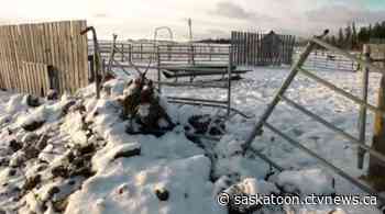 Sask. farmer says destruction of corrals, fences a 'bad dream'