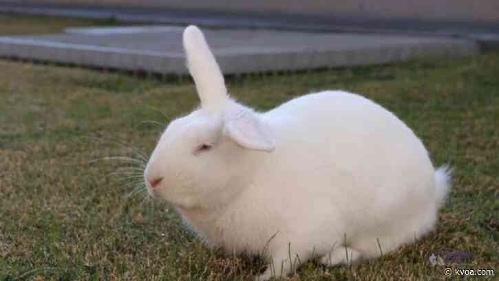 Adopt This Pet: Meet Snowball!