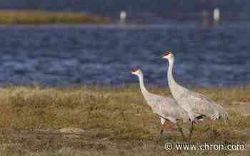 Game wardens search for missing gator, and other field notes from Texas Game Wardens