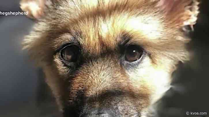 German shepherd in Phoenix is forever a puppy