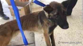 A government watchdog said US bomb-sniffing dogs were dying overseas -- and then found even more had died