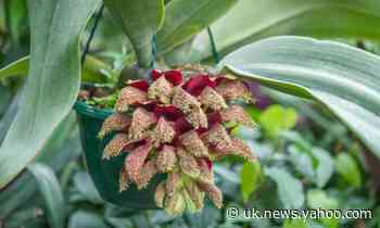 Dead rats, putrid flesh and sweaty socks: rare orchid gives UK botanists their first whiff