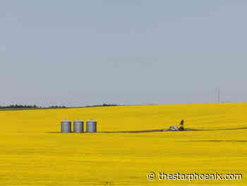 Tumbling canola prices have some farmers considering other crops