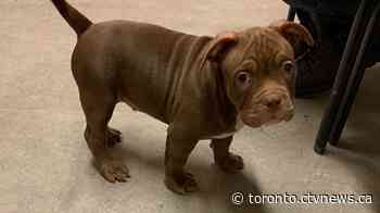 Suspect steals puppy at gunpoint and then accidentally shoots himself in the leg while running away: police