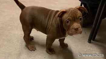 Man shoots himself in the leg while attempting to flee with stolen puppy