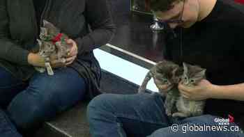 Adopt A Pet: ‘Penguin’ and Kitten Litter