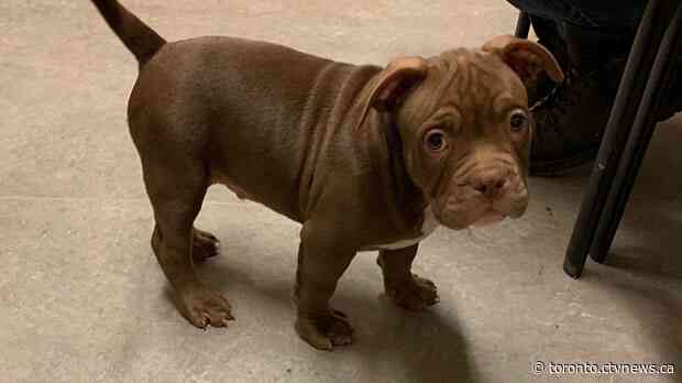 Suspect accidentally shoots himself while fleeing scene with stolen puppy: police