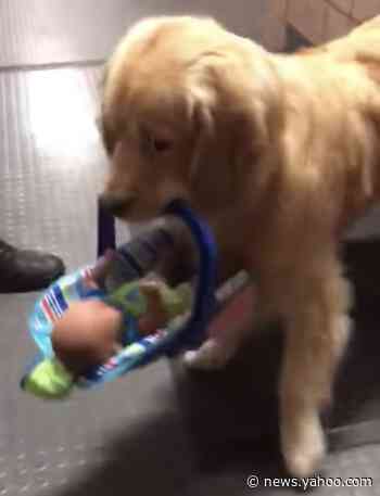 Holiday Mystery Solved! Massachusetts Police Department Discovers Therapy Dog Was the Thief Stealing From a Toy Donation Bin