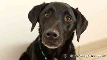Dog undergoes lifesaving operations after swallowing 34 Christmas decorations