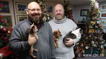 Why this Alberta couple puts up 120 Christmas trees in their home