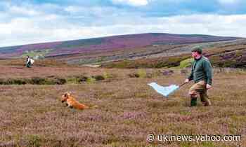 On Brontë country’s moors, the end of grouse shooting is in sight