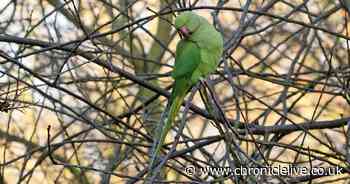 Why there are more than 100 parrots living wild in the North East