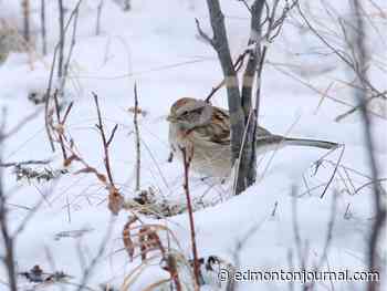 Christmas Bird Count in its 120th year