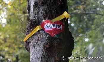 Sheffield council asked police for names of anti-felling campaigners