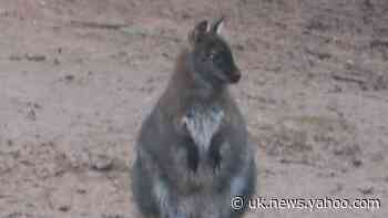 Wallaby captured after being found wild in Somerset