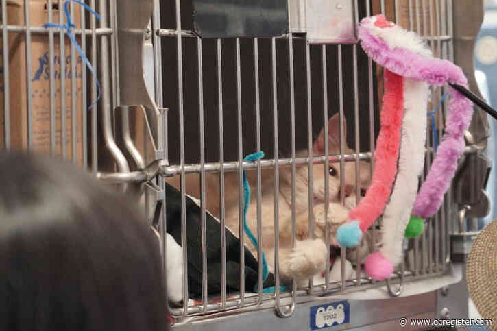 Photos: Santa Paws delivers toys and food to Long Beach and Orange County shelter dogs