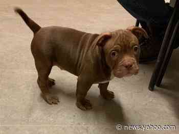 Man accidentally shoots himself while trying to steal puppy