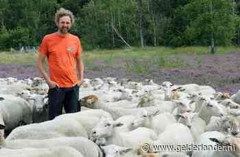 Overactieve ram dekte door blunder honderden vrouwtjesschapen bij natuurclub