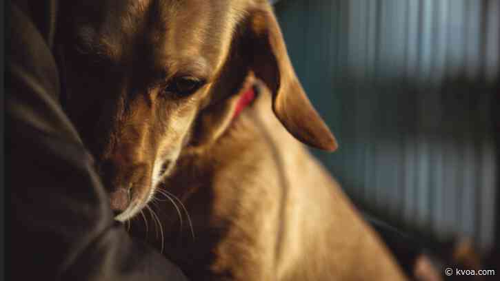 Local rescues decry county shipping animals to other states