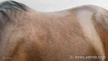 Police investigate after 14 horses fatally shot in Kentucky