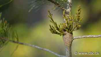 The little-known, parasitic mistletoe stunting B.C. trees