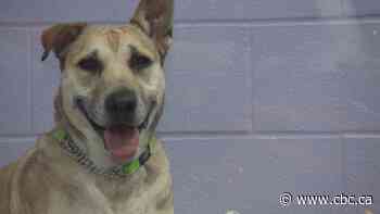 Thinking of bringing home a furry friend this holiday season? Here's 4 things to consider first