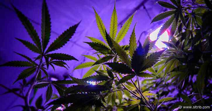 Utah marijuana company has faced investigative scrutiny in two of the other states where it operates