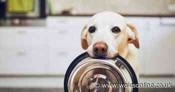 What not to feed your dog this Christmas and the festive treats that could poison your pet