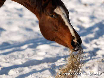 Edmonton weather: A little snow but then sunny, yay for stuff
