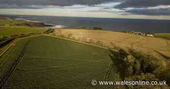 Stunning pictures from sprout farm Drysdales, based at Cockburnspath in Berwickshire