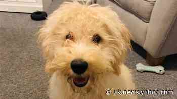 Puppy stolen at knifepoint days before Christmas
