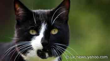 Security guard charged over attacks on 16 cats