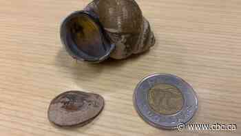 Alberta biologists hope to keep Chinese mystery snail contained to single lake