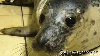 Rescued seal pups released back into the wild