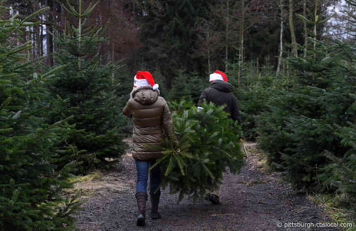 City Expands Christmas Tree Recycling Program To 12 Locations