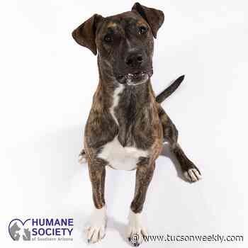 Adoptable Pets: Rayson Needs a Home