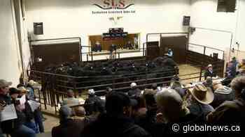 Cattle farmers optimistic going into 2020