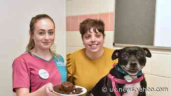 Dog owners warned over toxic Christmas puddings, mince pies, and fruitcakes
