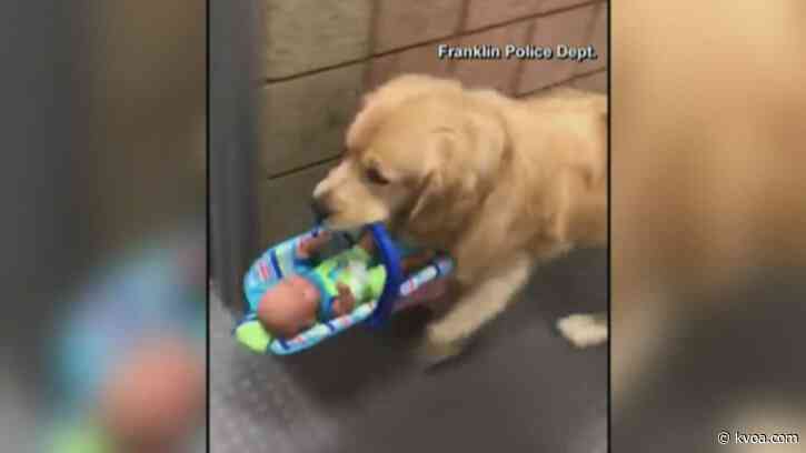 Four-legged ‘Grinch’ caught on camera stealing toys from police department