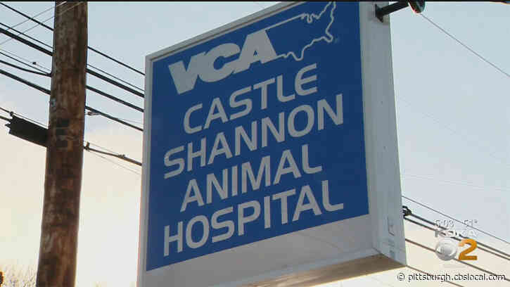 Man Facing Animal Cruelty Charges For Hitting Dog Over Head With Beer Bottle