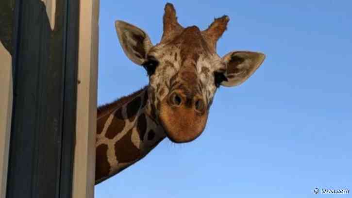 Phoenix mourns loss of beloved giraffe