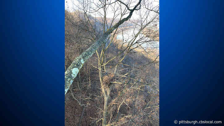 New Camera Installed Above Bald Eagle Nest In Hays