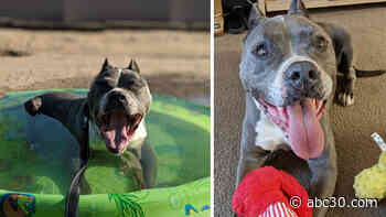 Fresno dog adopted from shelter after 5 years - just in time for Christmas