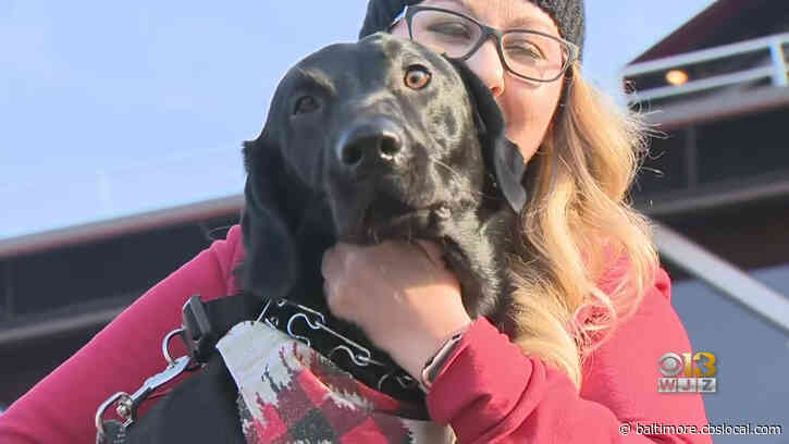 ‘I Don’t Know What I’d Do Without Him’: Officers Rescue Dog From Baltimore’s Inner Harbor