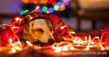 Tips on how to get rid of that 'dog smell' before Christmas parties