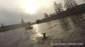 Deer saved in Christmas rescue dubbed Dancer, Prancer, Dasher and Blitzen