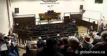 Cattle farmers in Saskatchewan optimistic going into 2020