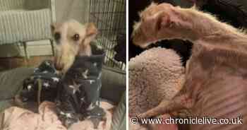 Amazing transformation of Tiggy, the lurcher dumped and left for dead in Northumberland