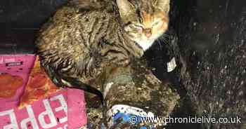 10-week-old kitten named 'Miracle' saved amid fears she was dumped in a Durham bin