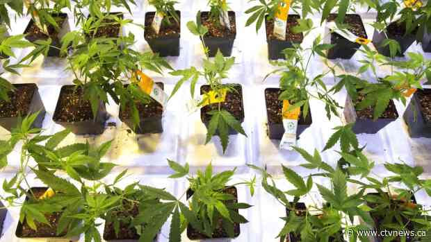 Aurora stock still sliding as it reveals executive Battley was asked to leave